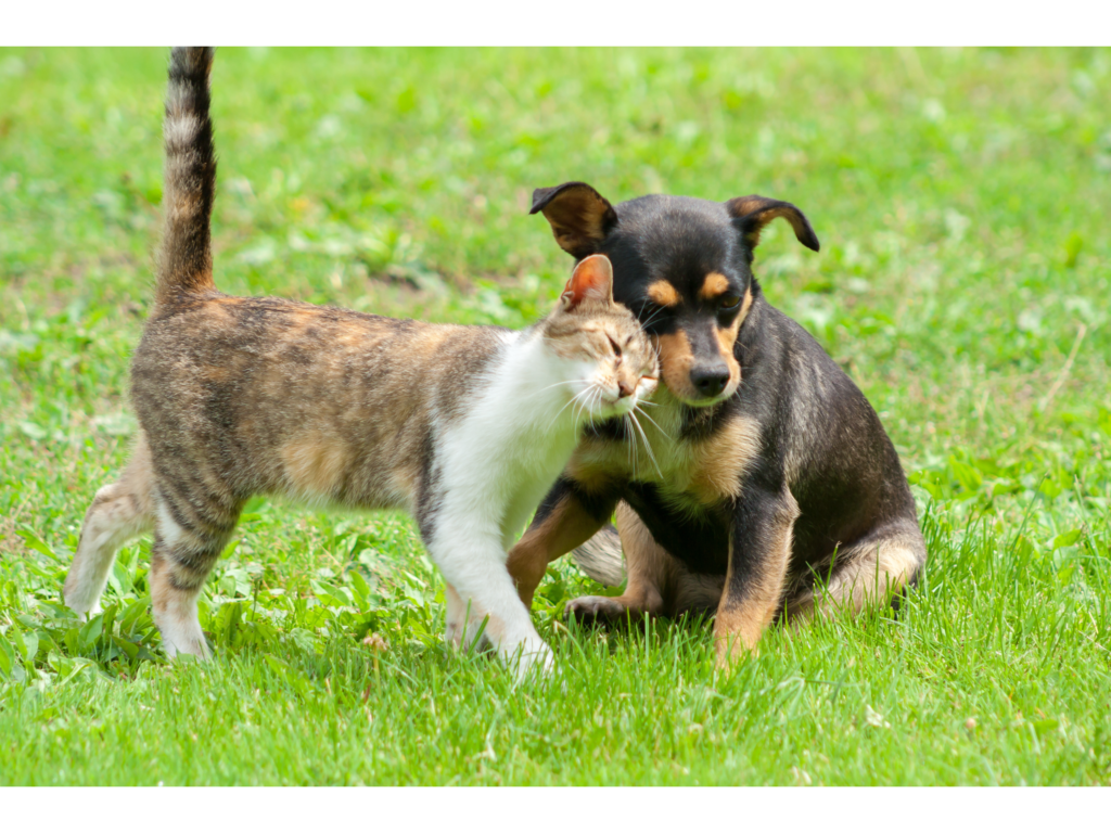 Photo cérémonie animaux