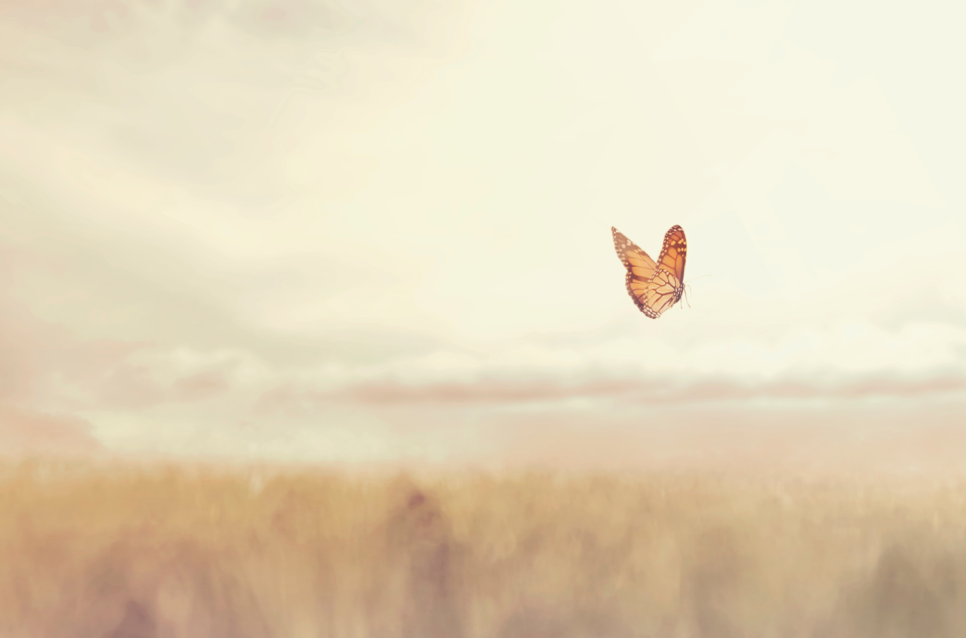 papillon-in-fine